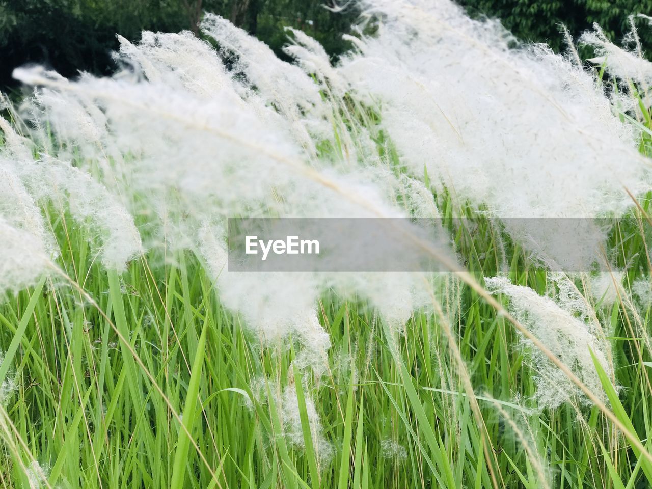 CLOSE-UP OF GRASS GROWING IN LAND