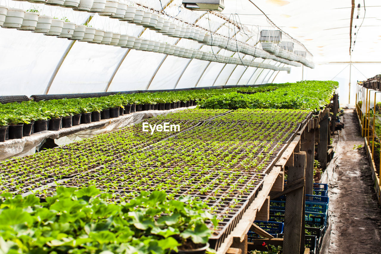 PLANTS GROWING IN GREENHOUSE IN FIELD