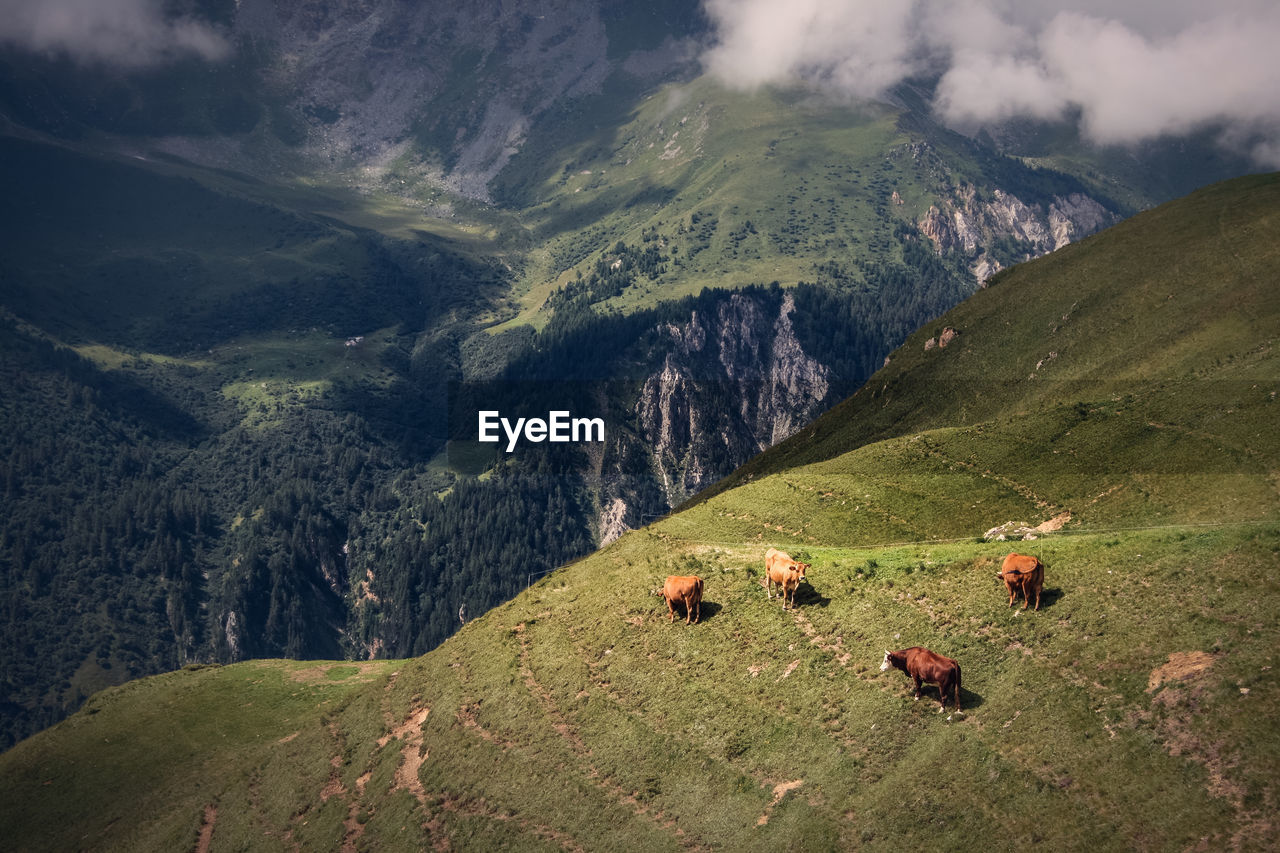 Scenic view of landscape in alps with cows