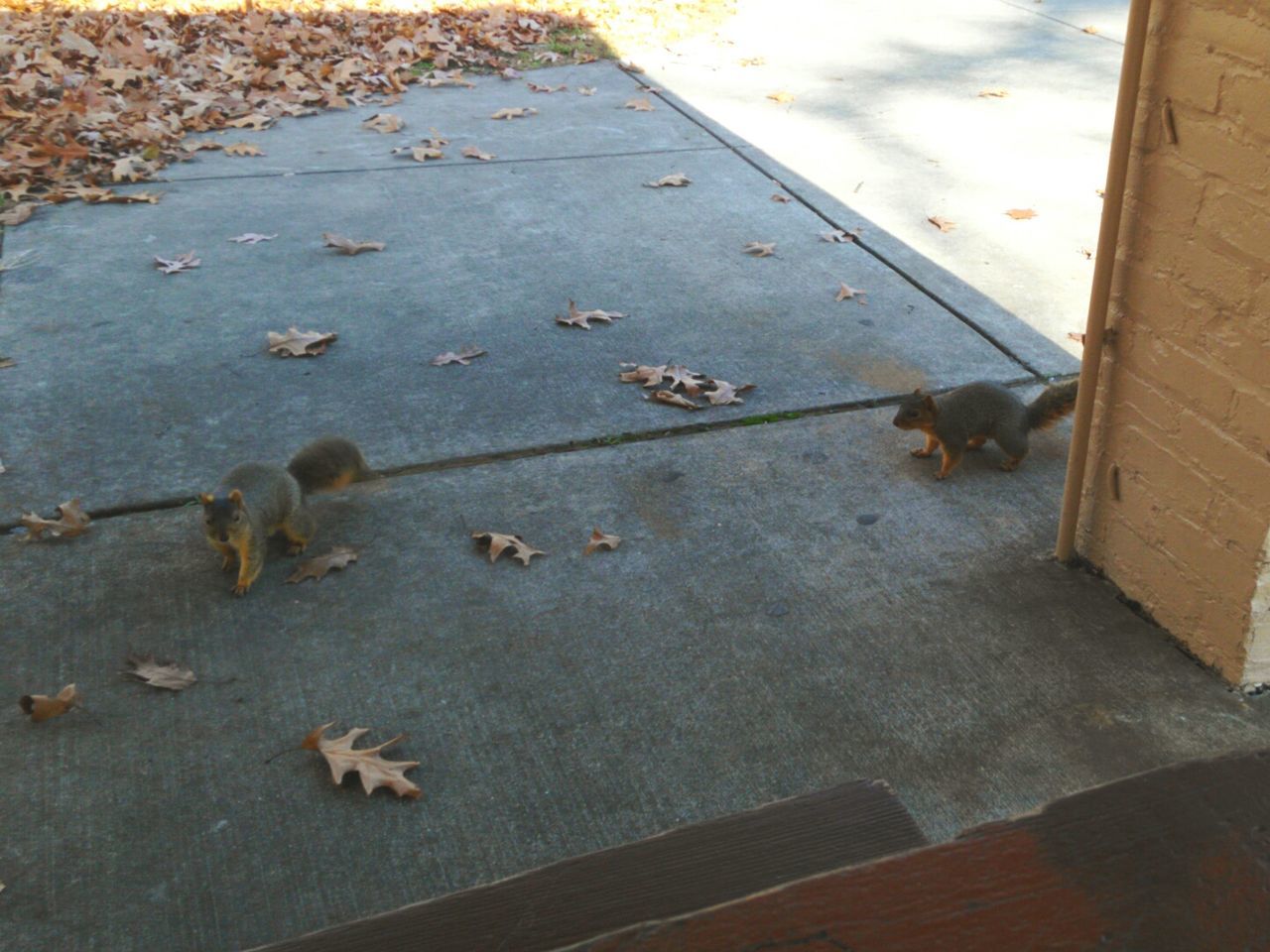 animal themes, high angle view, one animal, no people, animals in the wild, day, pets, mammal, animal wildlife, dog, outdoors, domestic animals, close-up, nature, bird