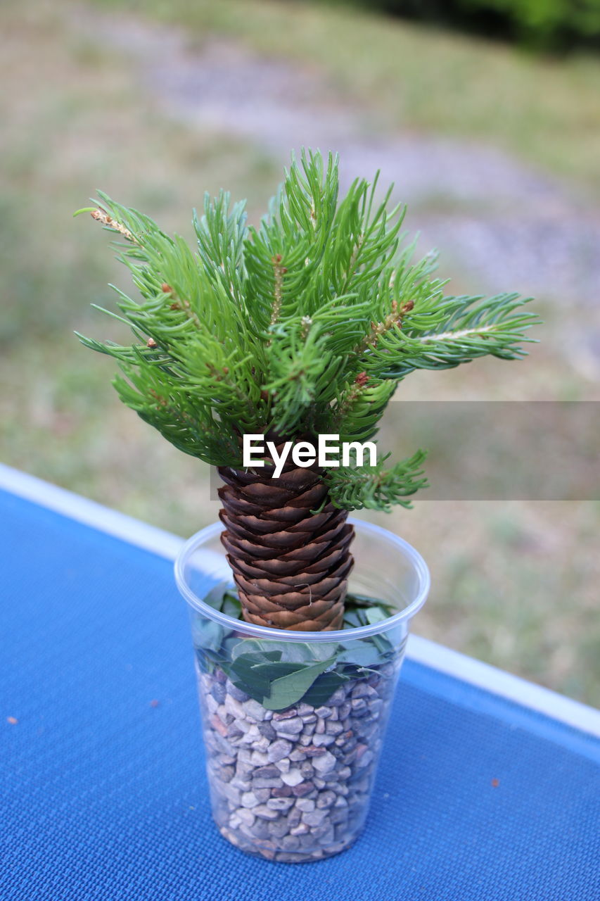 HIGH ANGLE VIEW OF POTTED PLANT