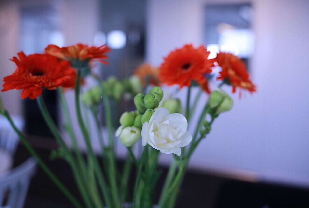 CLOSE-UP OF FLOWERS