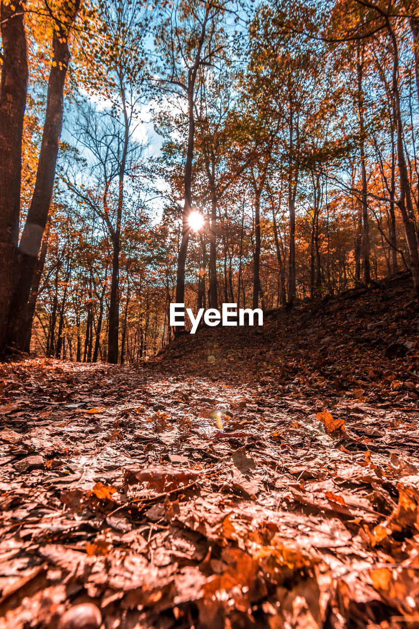 Surface level of autumn trees in forest