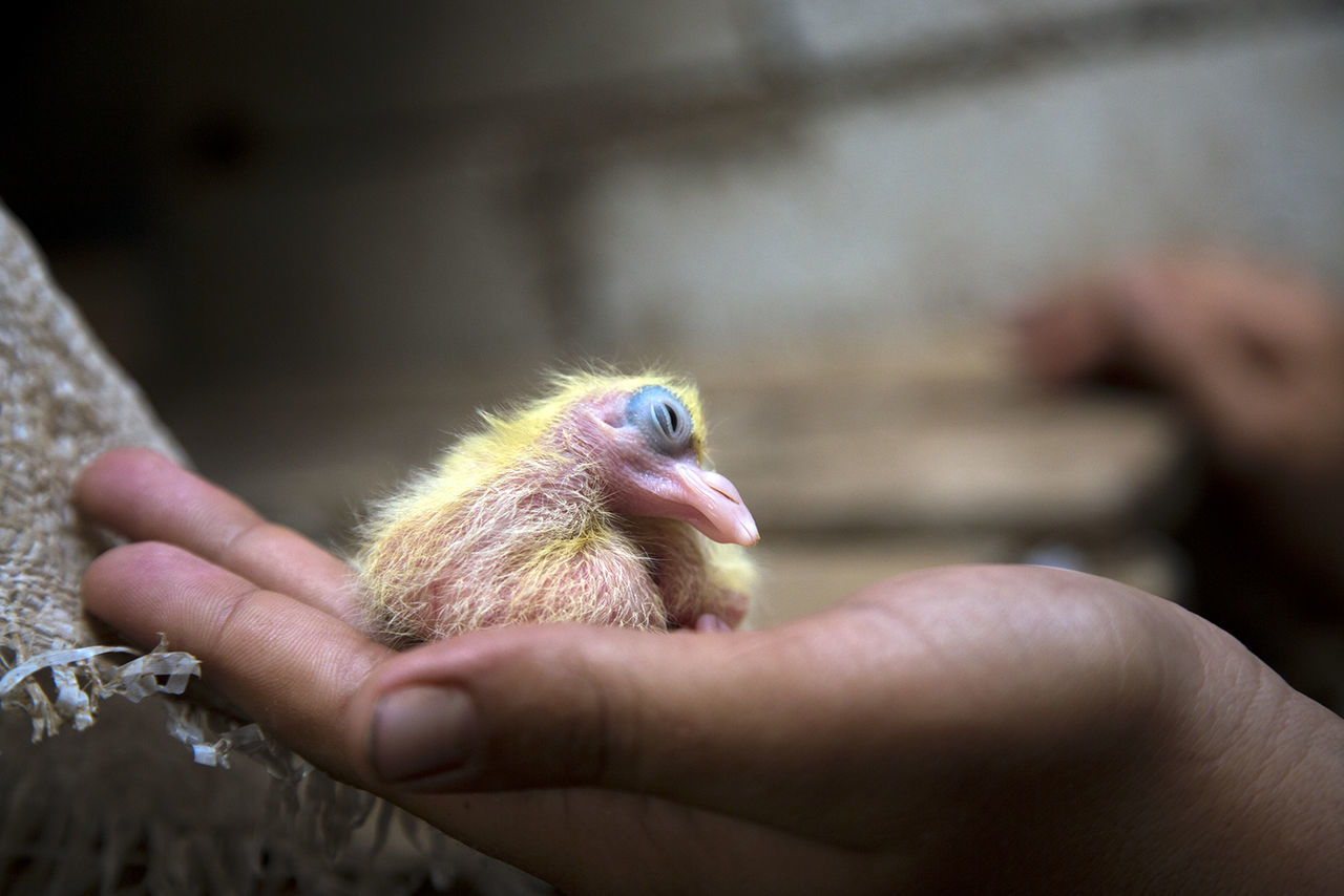 Close-up of hand holding bird