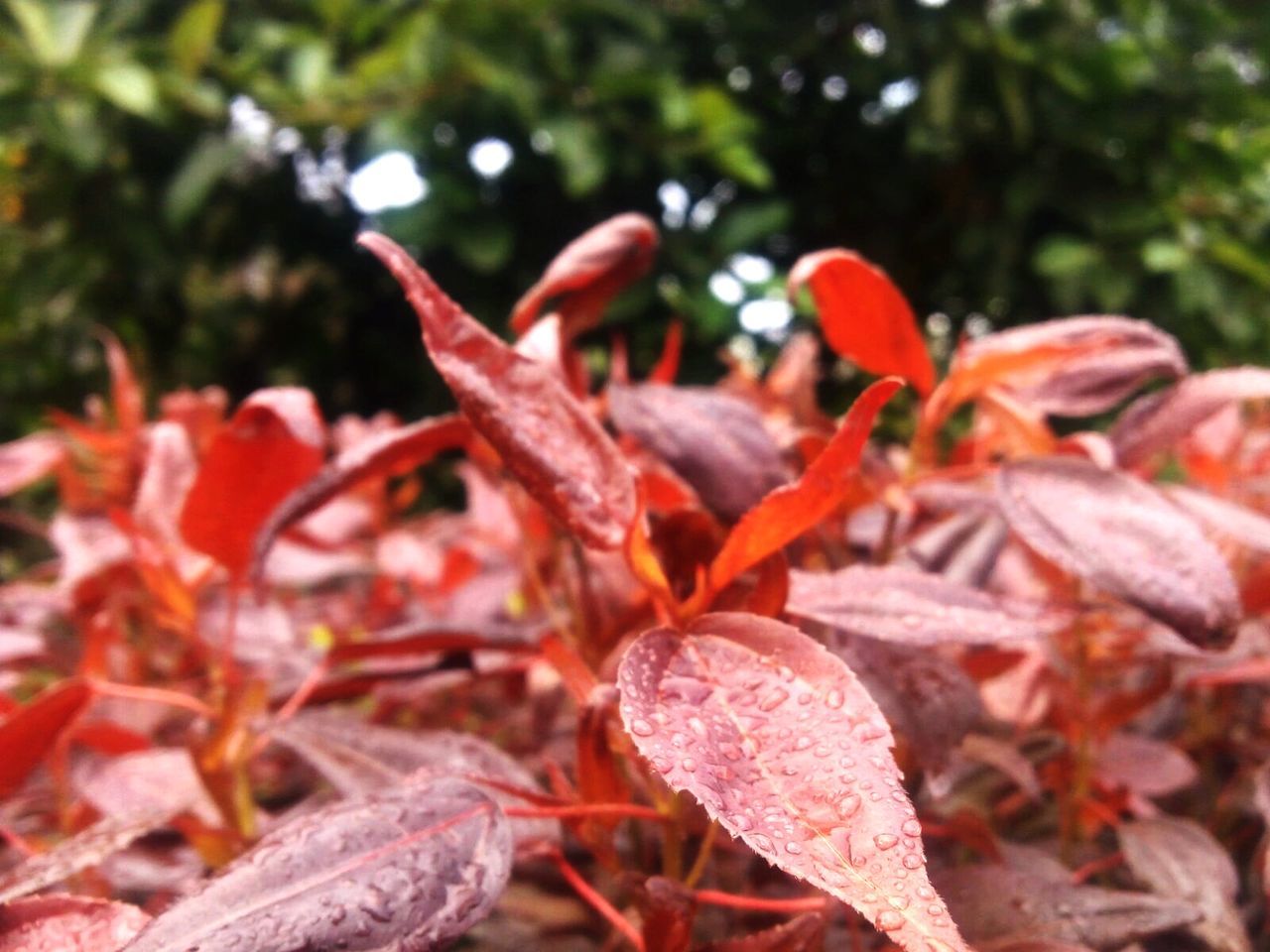 Detail shot of water drops on leaves