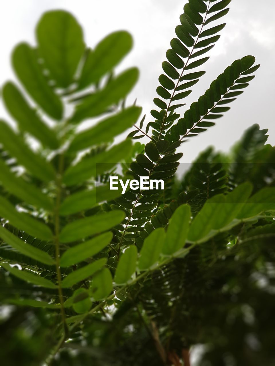 CLOSE-UP OF FRESH GREEN LEAVES