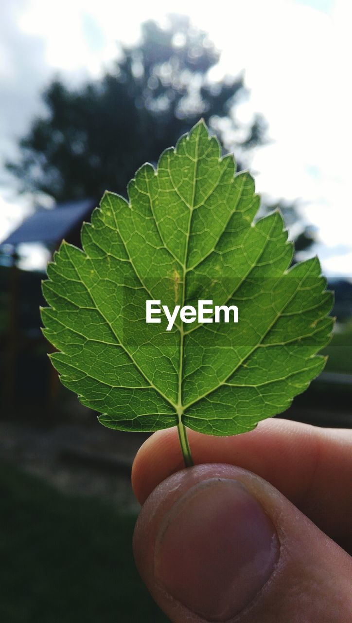 CLOSE-UP OF PERSON HAND ON MAPLE LEAF AGAINST SKY