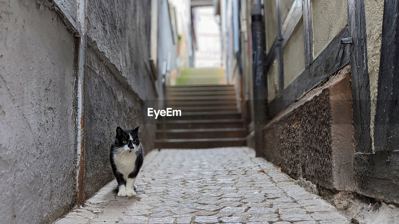 cat sitting on footpath