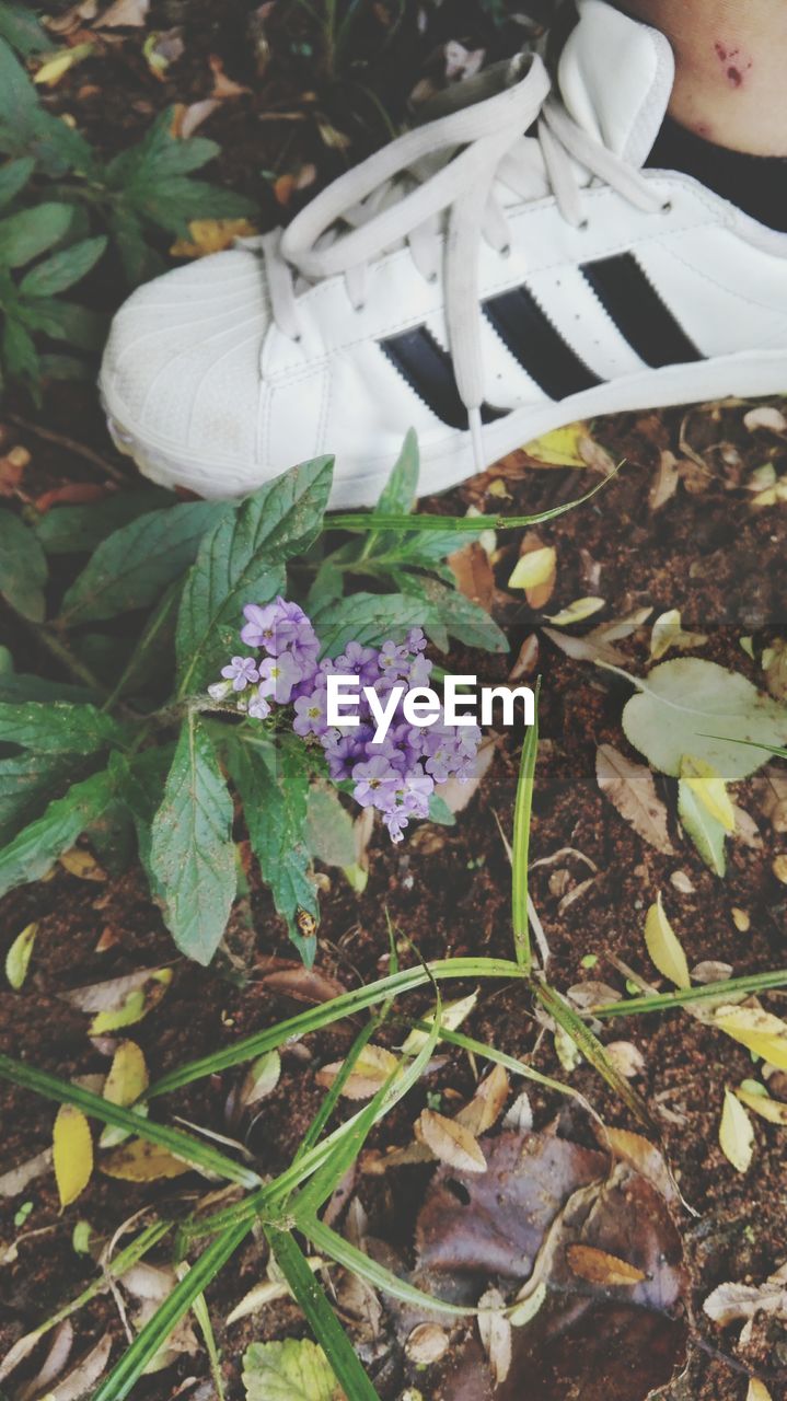 HIGH ANGLE VIEW OF FLOWERS