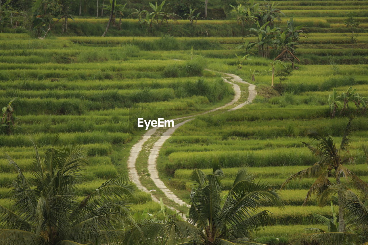 Scenic view of agricultural field