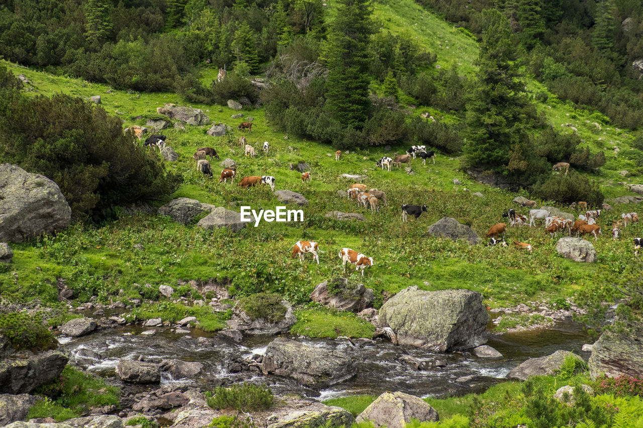 High angle view of cows on field