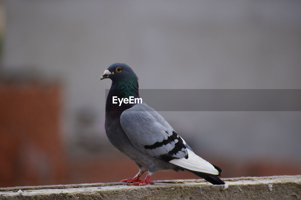 CLOSE-UP OF BIRD PERCHING ON WALL