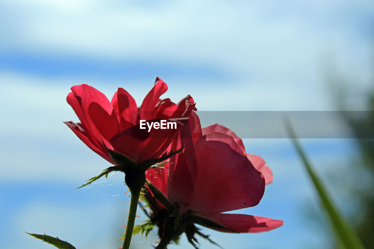 Close-up of red flower blooming against sky