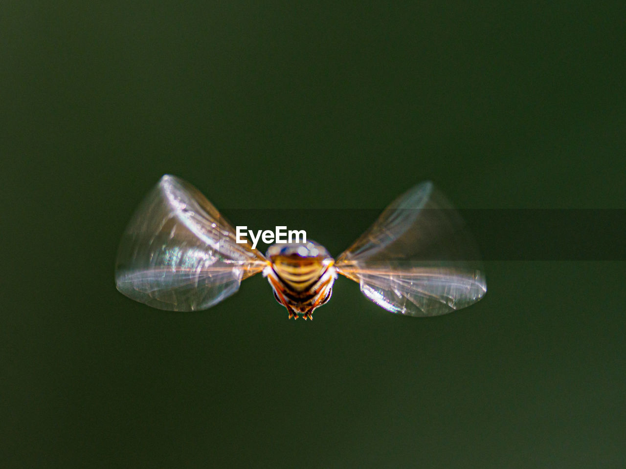 Close-up of hover flying