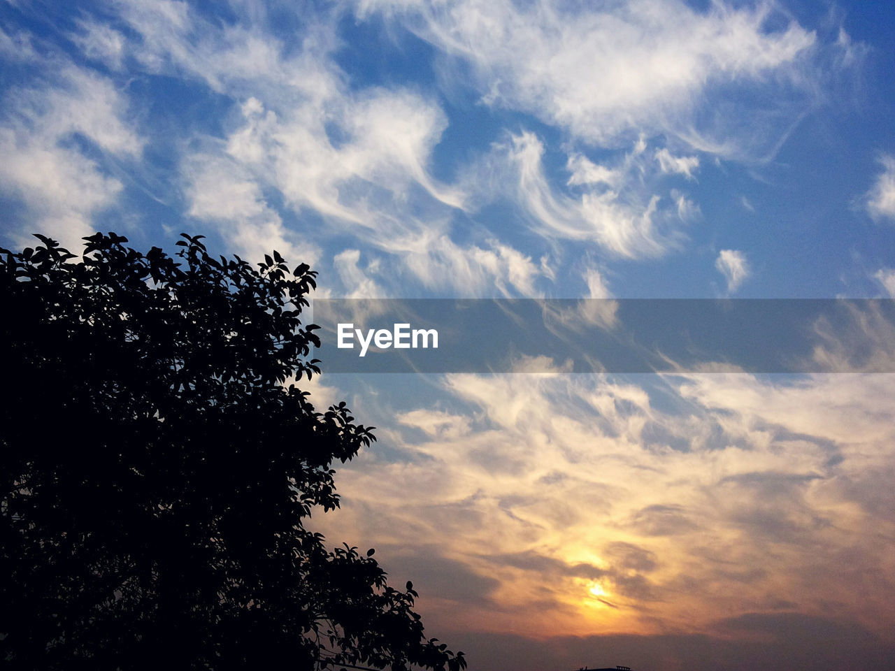 LOW ANGLE VIEW OF TREES AGAINST SKY