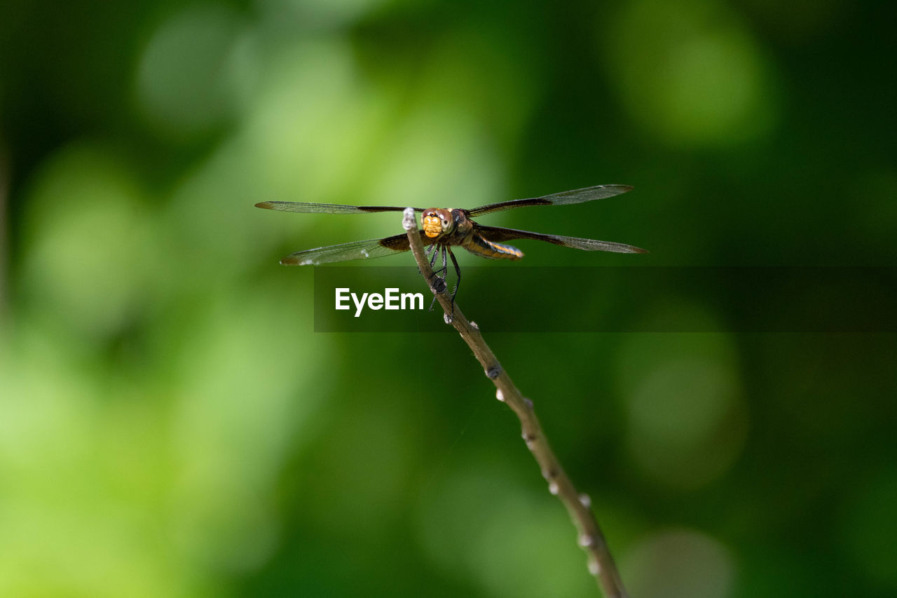 close-up of damselfly on plant