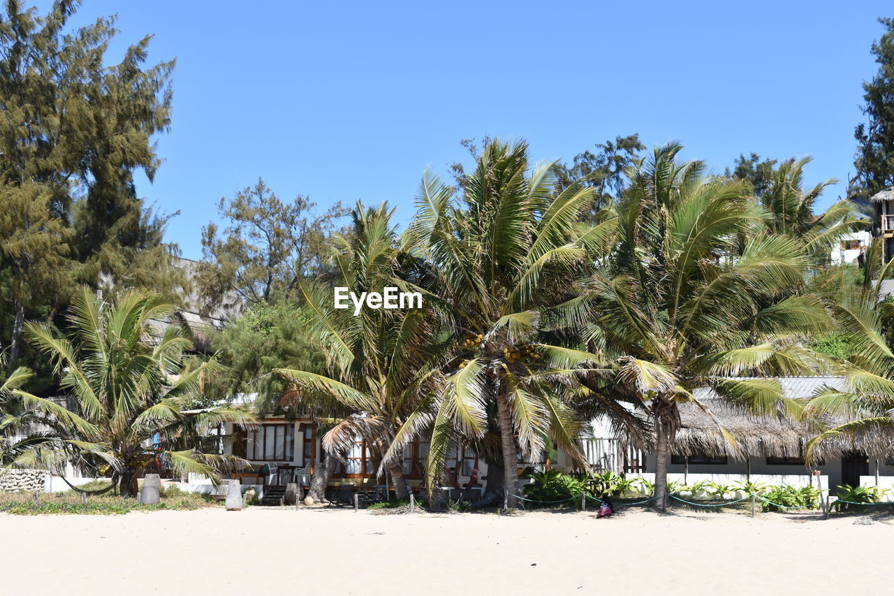 PALM TREES ON BEACH AGAINST SKY