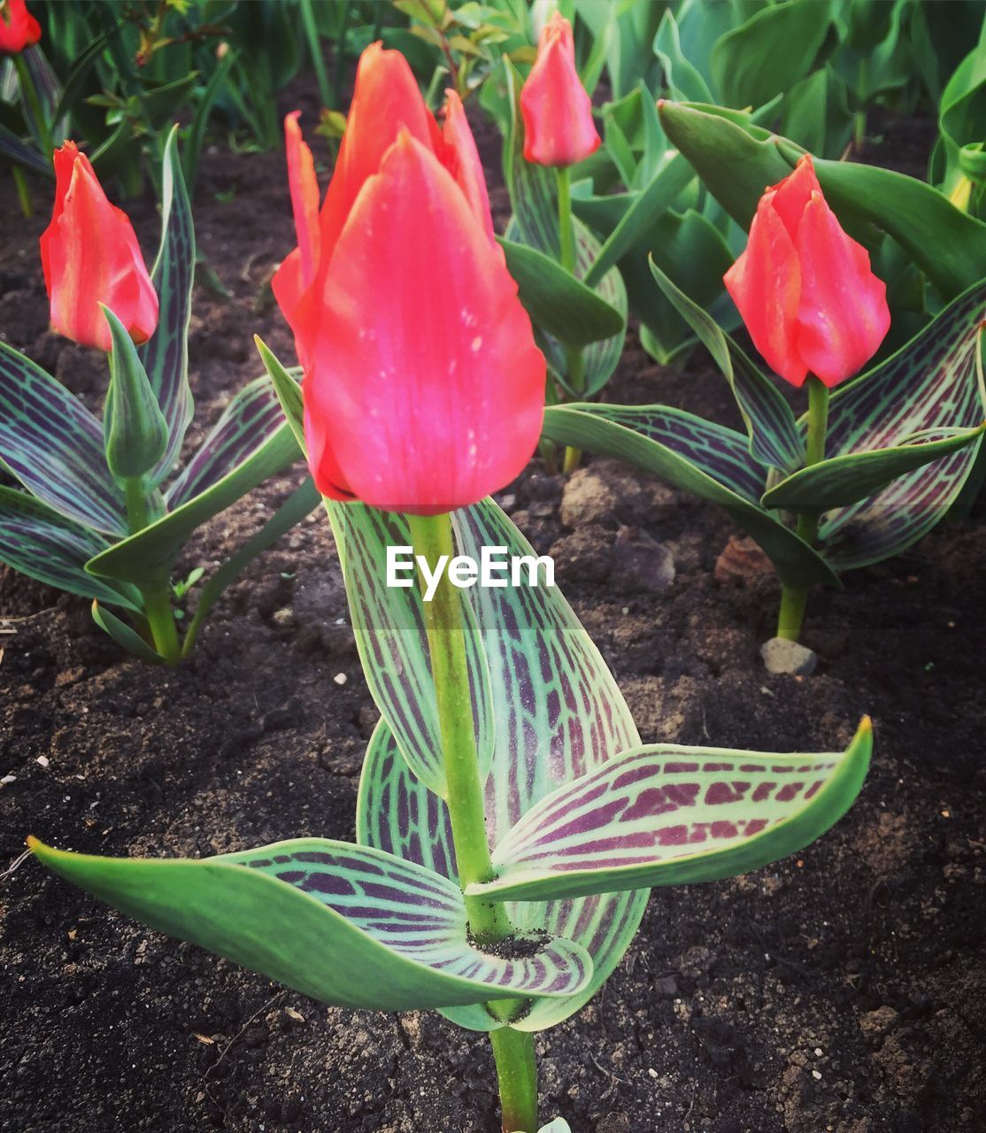 CLOSE-UP OF TULIPS