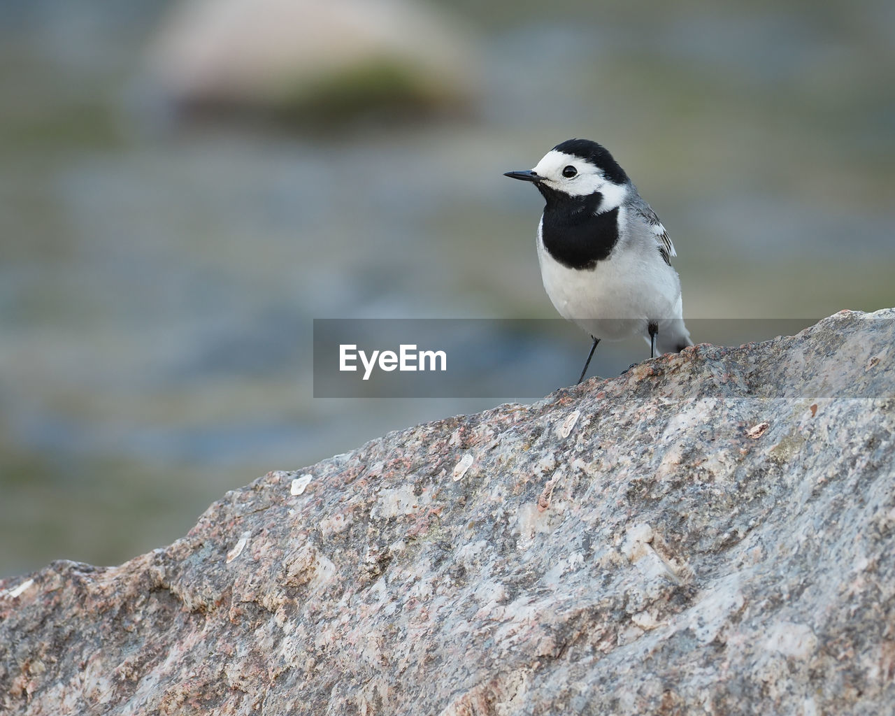 CLOSE-UP OF SPARROW PERCHING ON ROCK