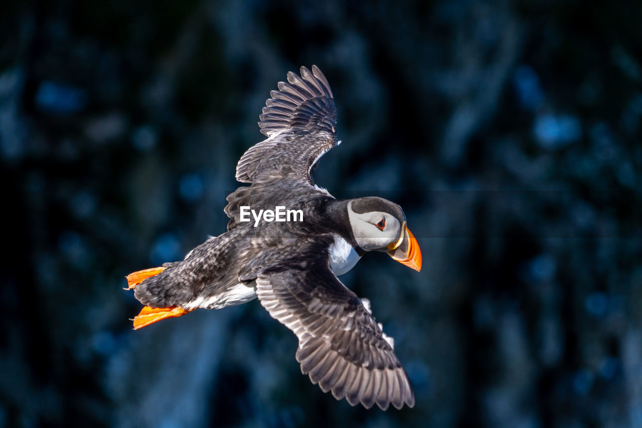 Single portrait puffin flying soaring and gliding on a cliff face on rugged uk coastline