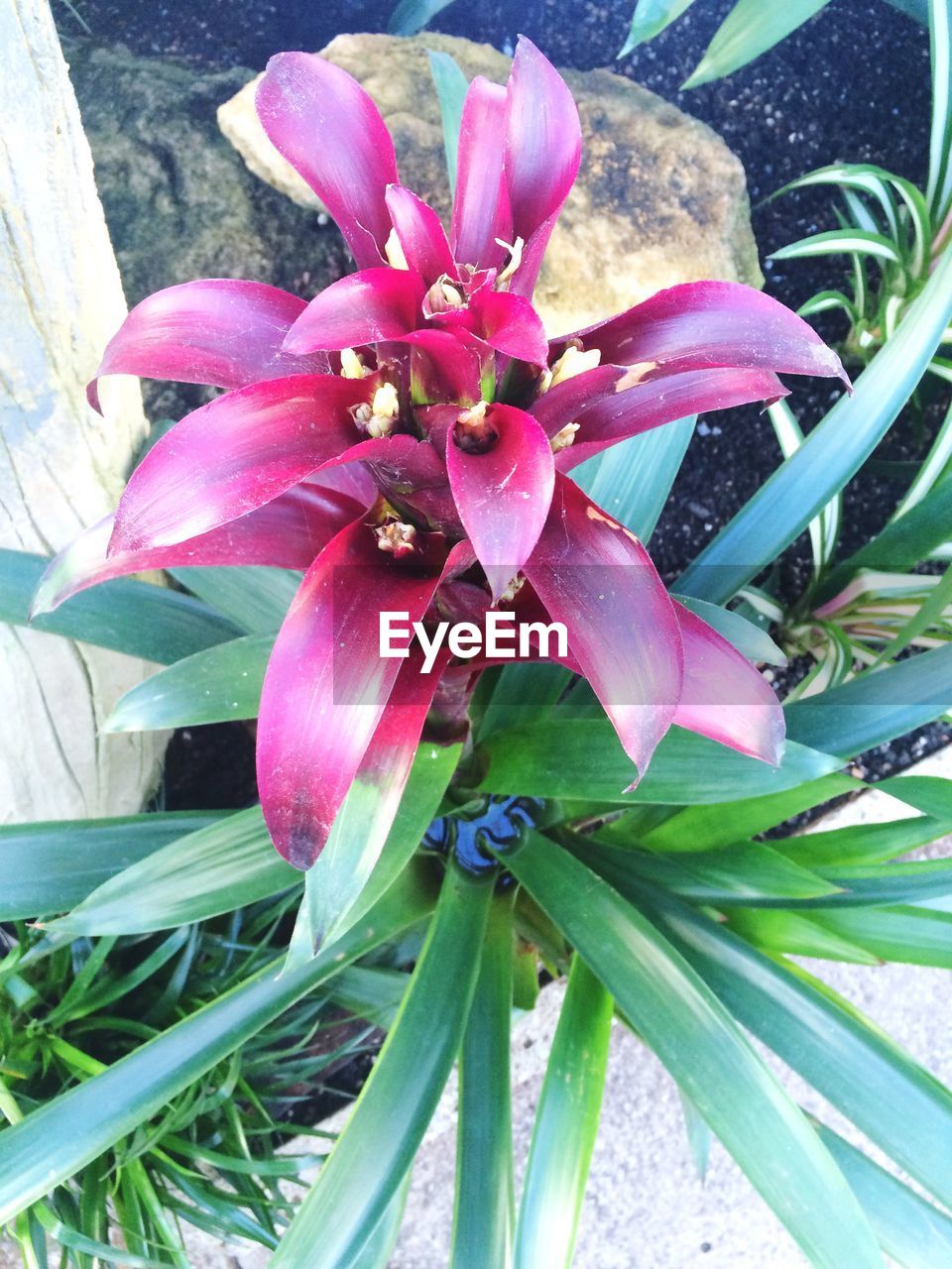 CLOSE-UP OF PINK DAY BLOOMING OUTDOORS