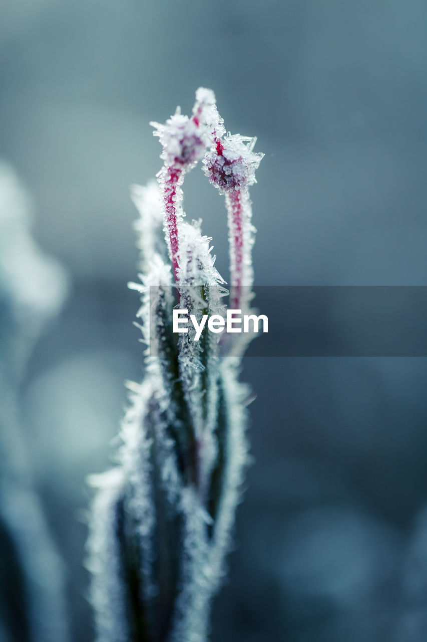 A beautiful closeup of a bog rosemary with ice crystals. small wetland plant in a chilly morning.