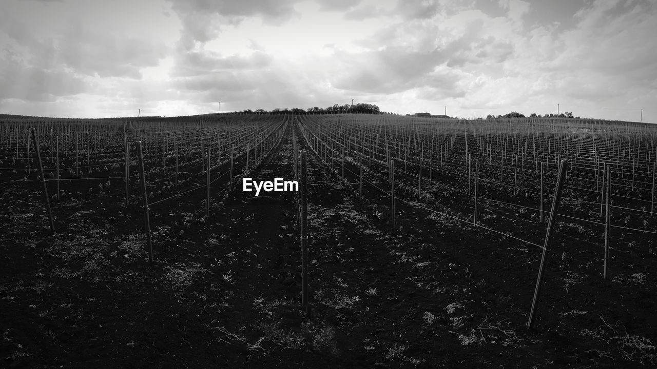 FIELD AGAINST SKY