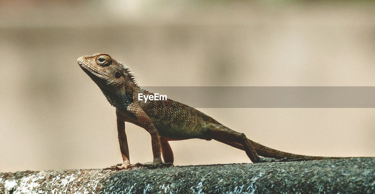 Close-up side view of a lizard