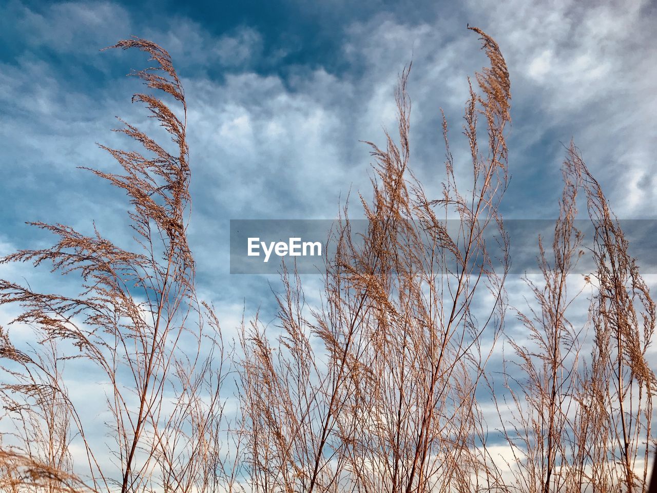 LOW ANGLE VIEW OF STALKS AGAINST SKY