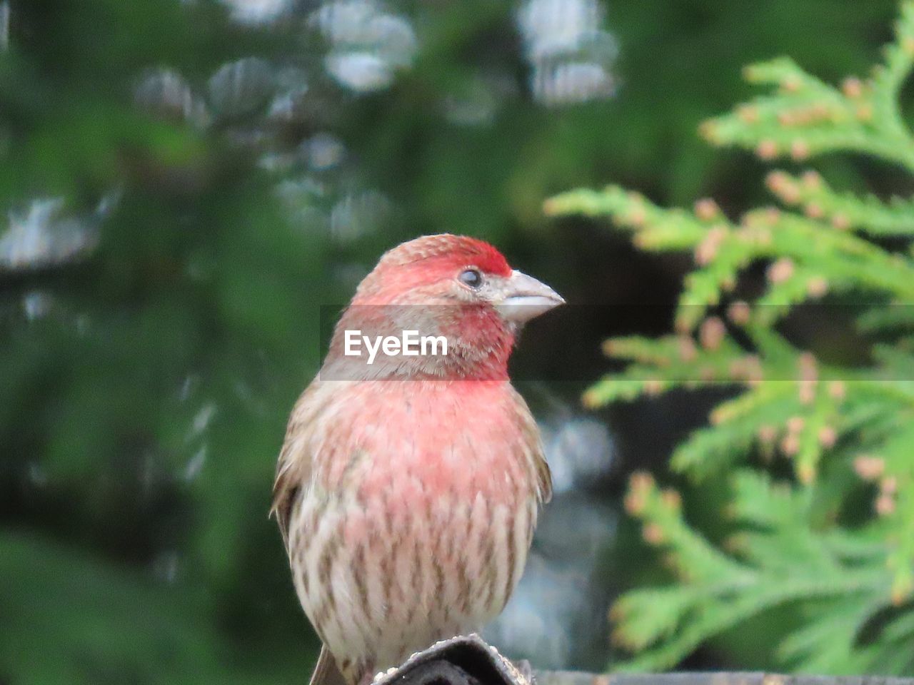 Close-up of a house finch  perching on tree