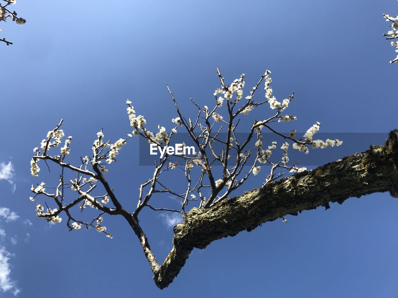 branch, sky, flower, tree, nature, plant, blossom, twig, blue, beauty in nature, leaf, no people, low angle view, outdoors, spring, clear sky, day, growth, springtime, plant stem, winter, tranquility, flowering plant, sunlight