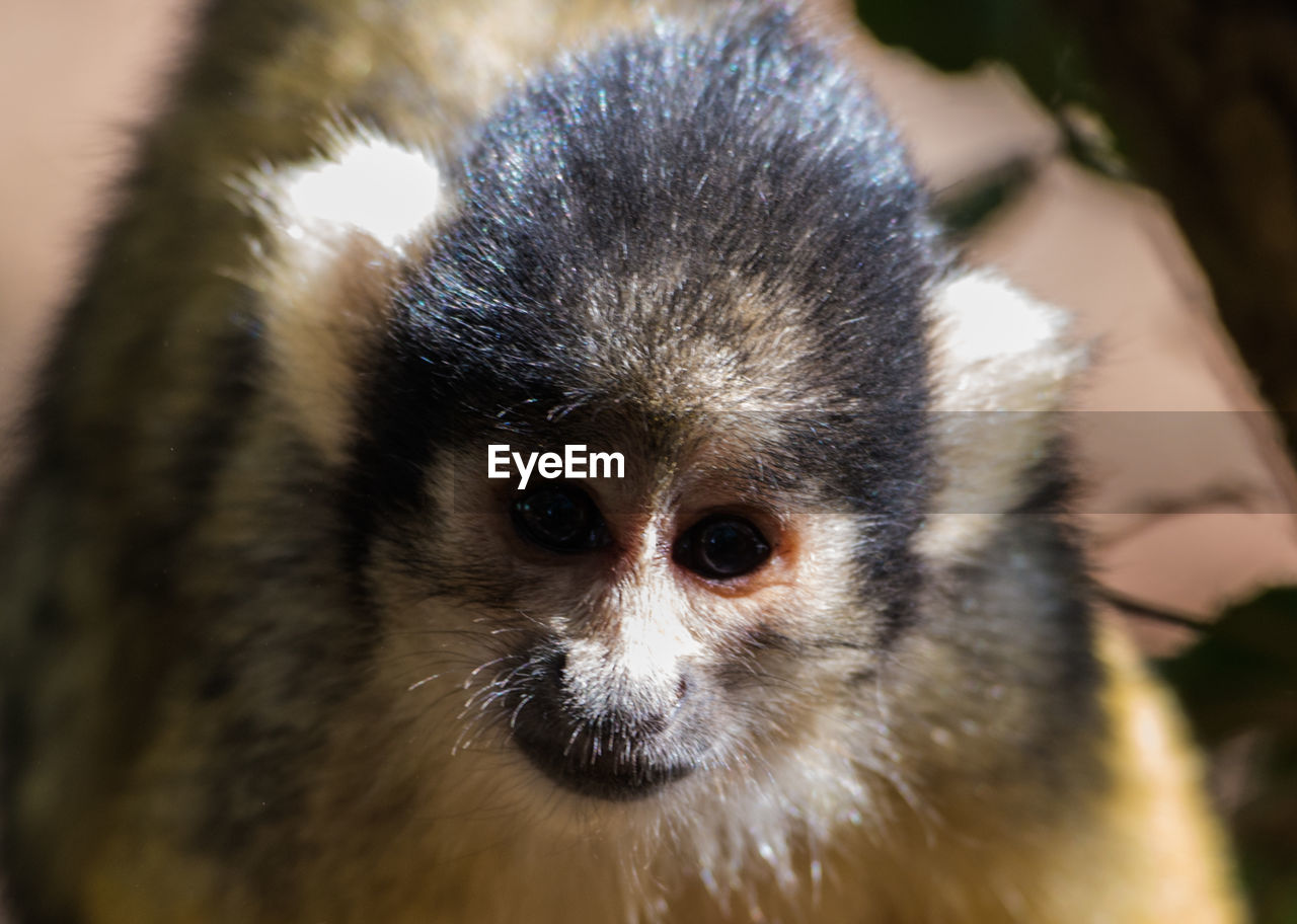 Close-up portrait of an monkey 