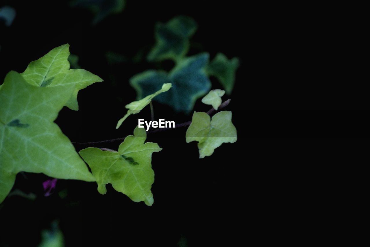 Close-up of plant leaf at night