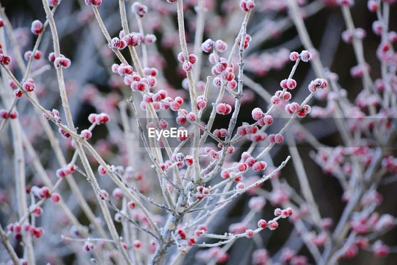 Close-up of fresh flowers blooming on tree