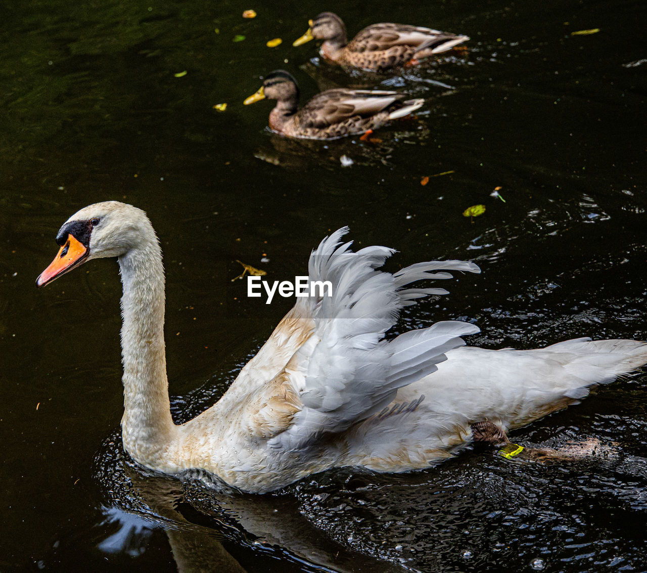 SWANS IN LAKE