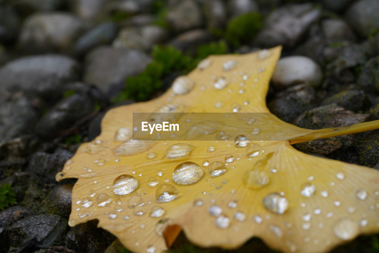 Close-up of raindrops on yellow leaf