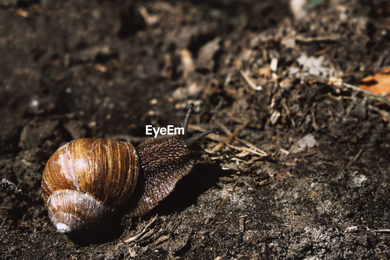 CLOSE-UP OF A SNAIL