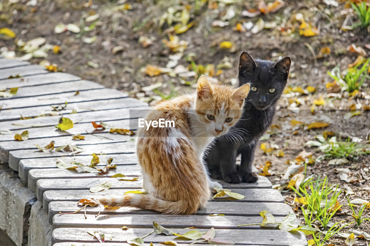 Close up cute friends cats in nature