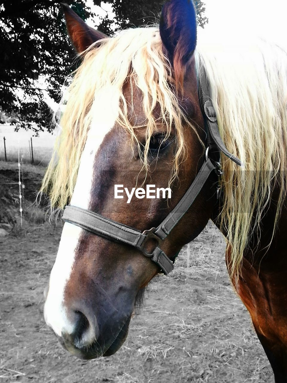 CLOSE-UP OF HORSE IN PEN