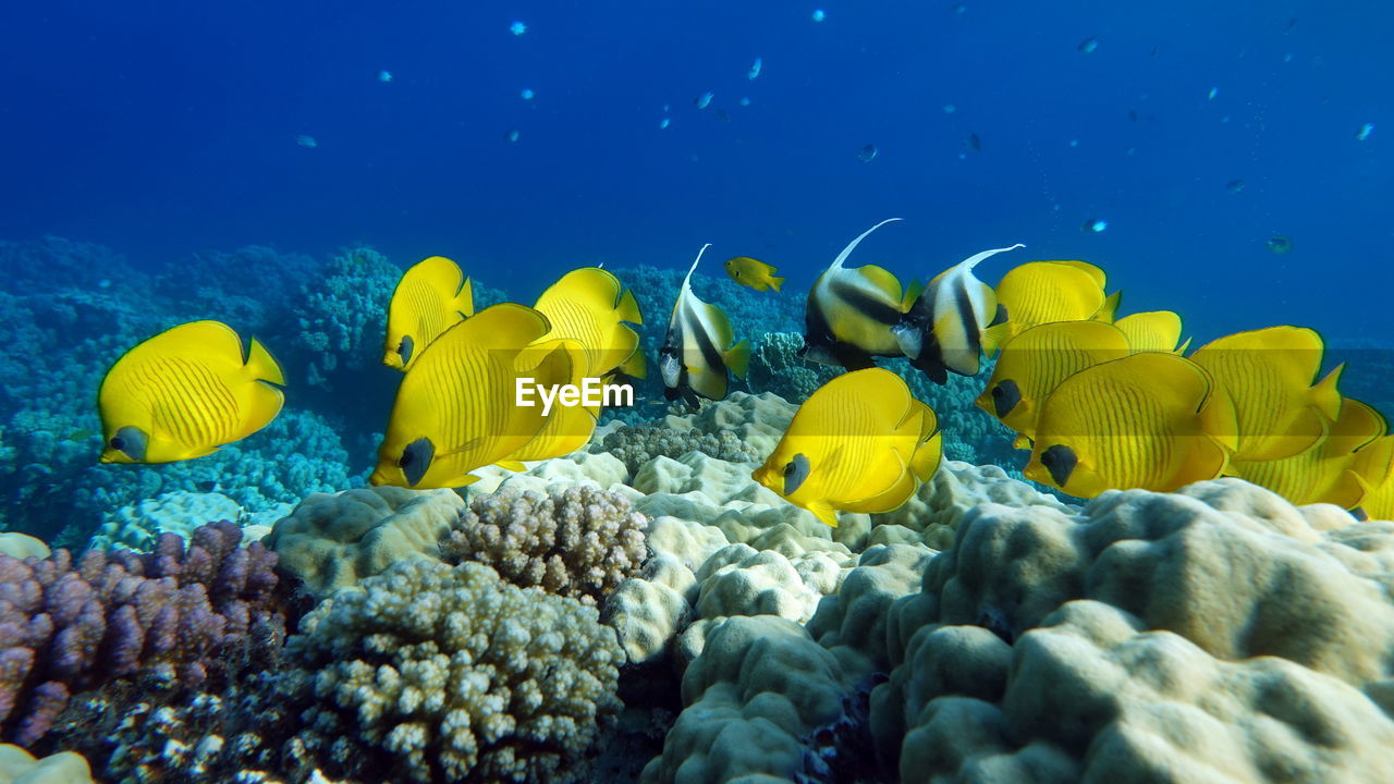 Masked butterflyfish. fish - a type of bone fish osteichthyes.