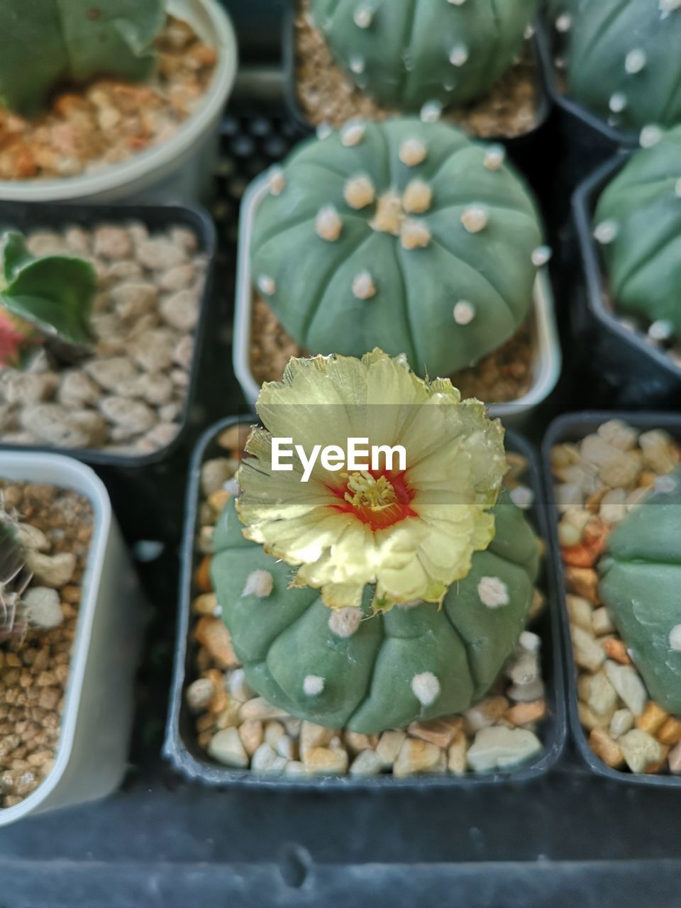 cactus, plant, freshness, flower, flowering plant, succulent plant, growth, food and drink, no people, food, nature, beauty in nature, variation, close-up, high angle view, green, flowerpot, potted plant, outdoors, day, botany, retail