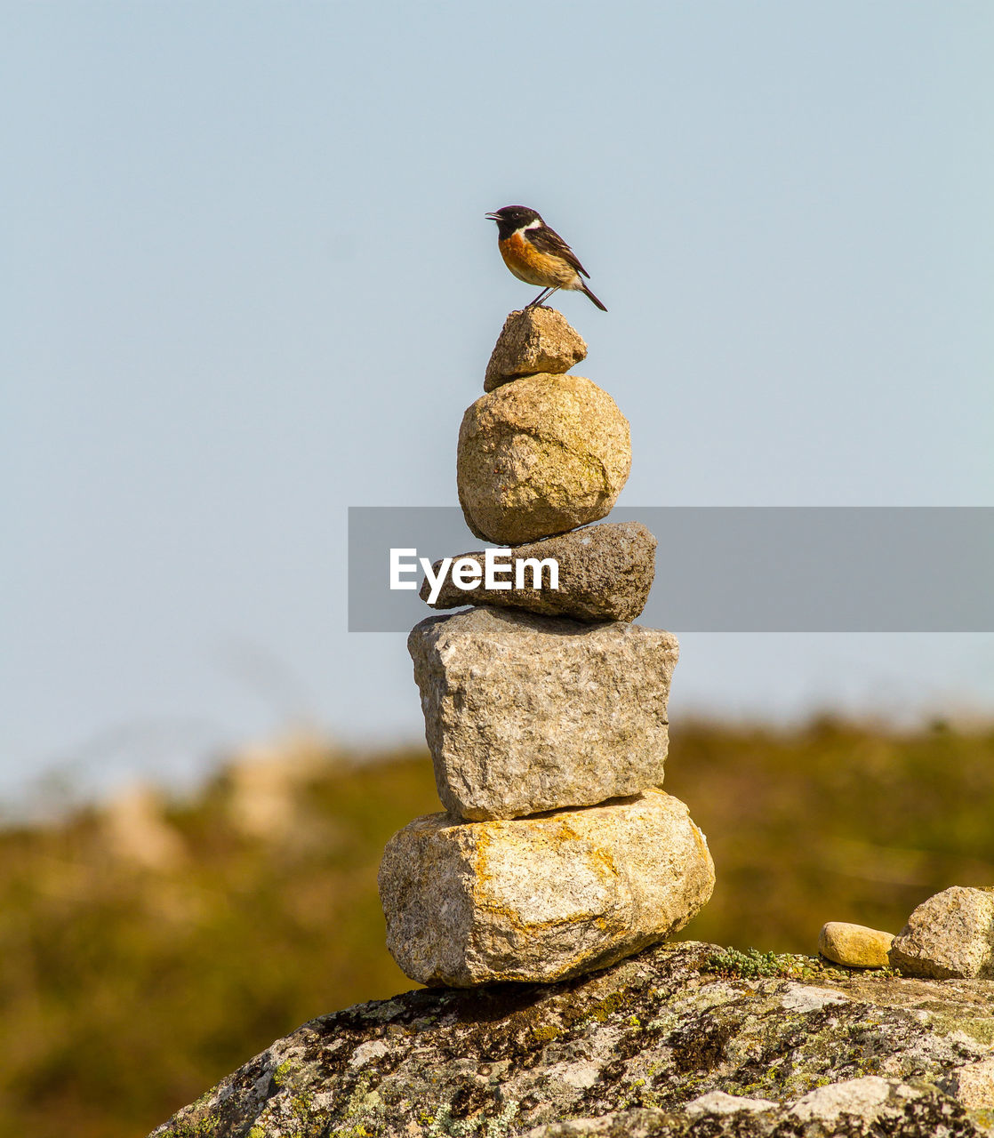 Close-up of bird perching on stack of rock