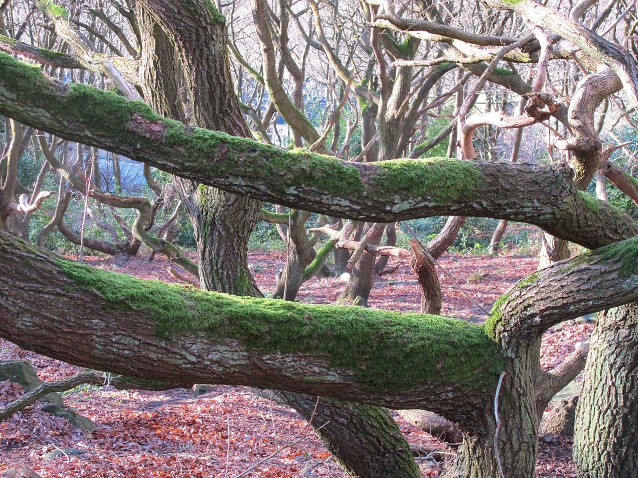 CLOSE-UP OF TREE AGAINST BLURRED BACKGROUND