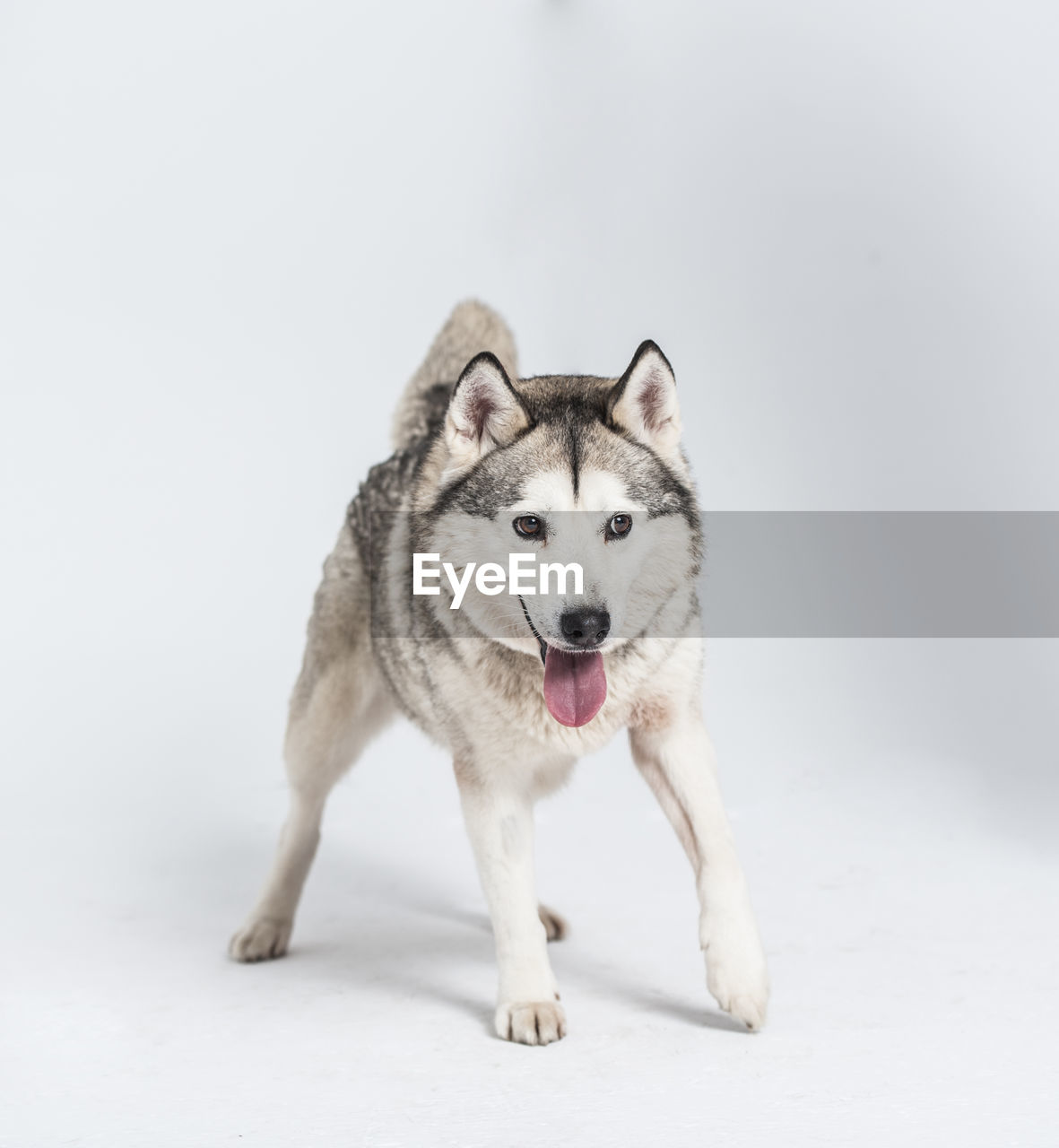 Portrait of dog against white background