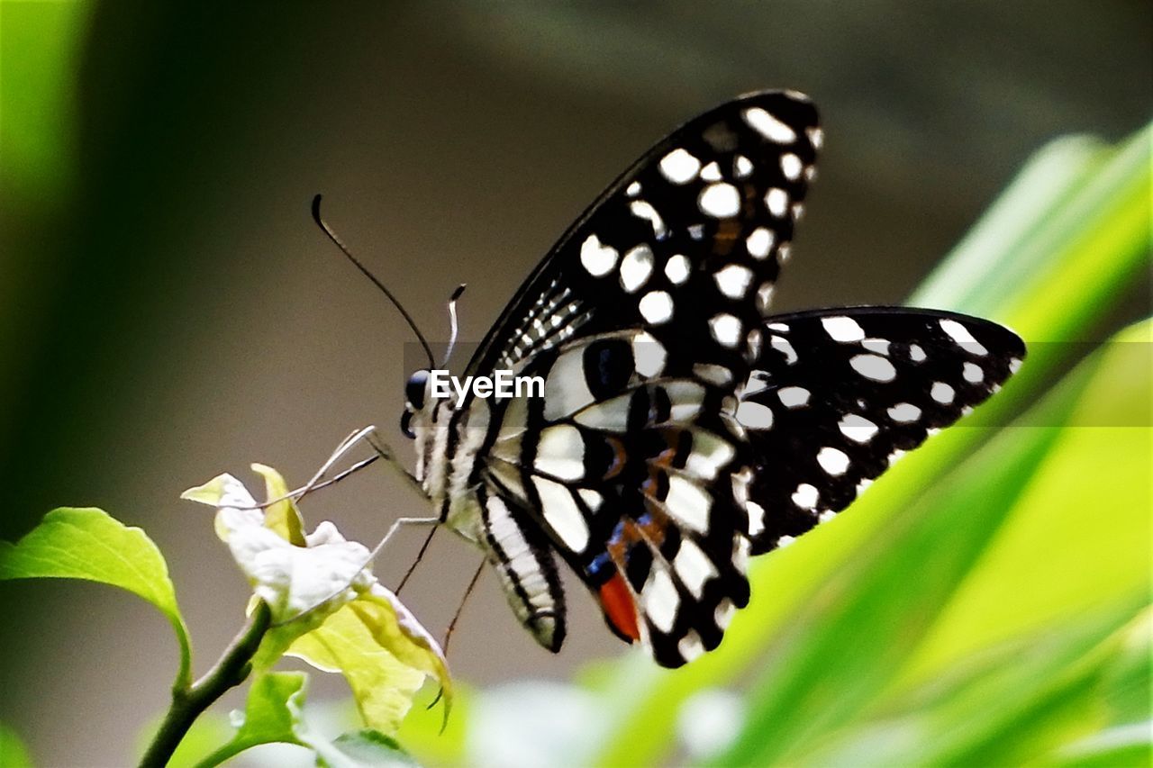 CLOSE-UP OF BUTTERFLY POLLINATING ON WHITE FLOWER