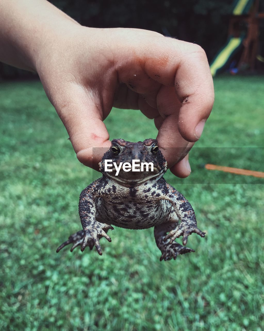 Cropped image of man holding toad against grassy field