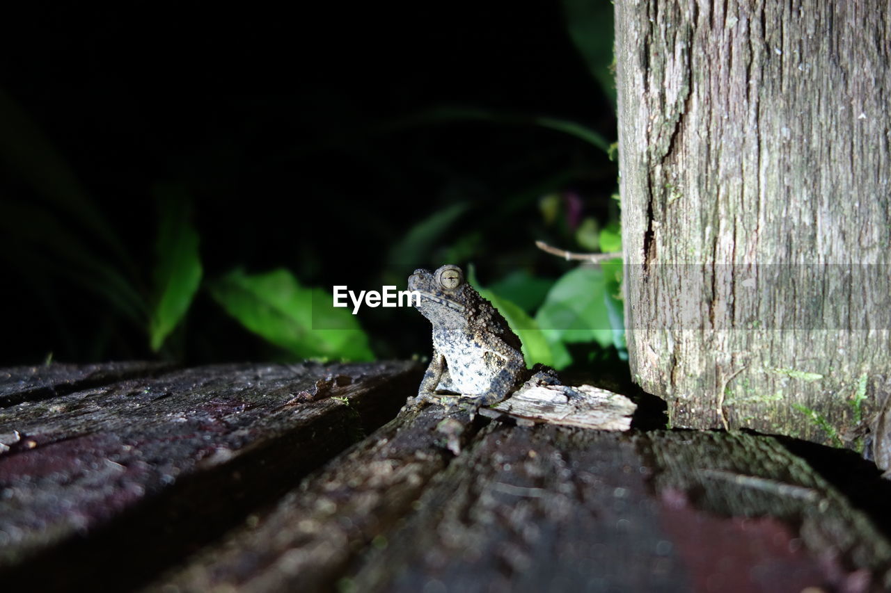 CLOSE-UP OF A LIZARD ON TREE