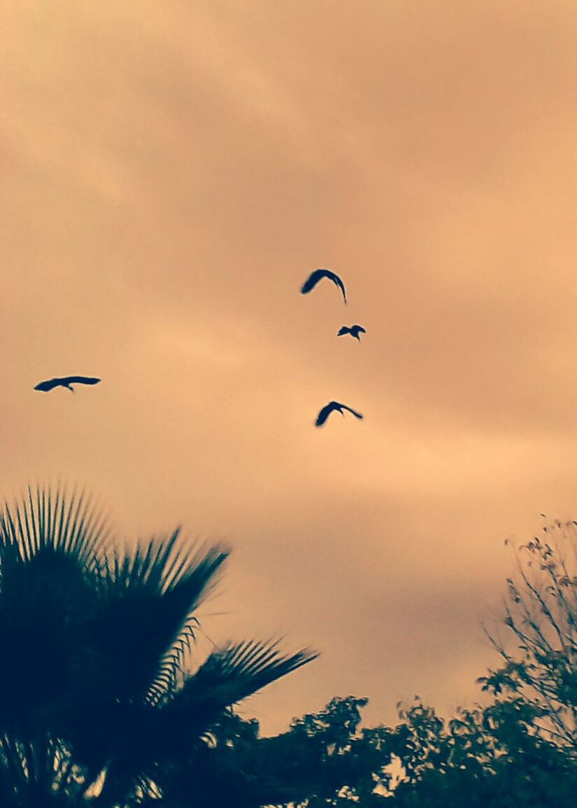 LOW ANGLE VIEW OF BIRDS FLYING IN SKY
