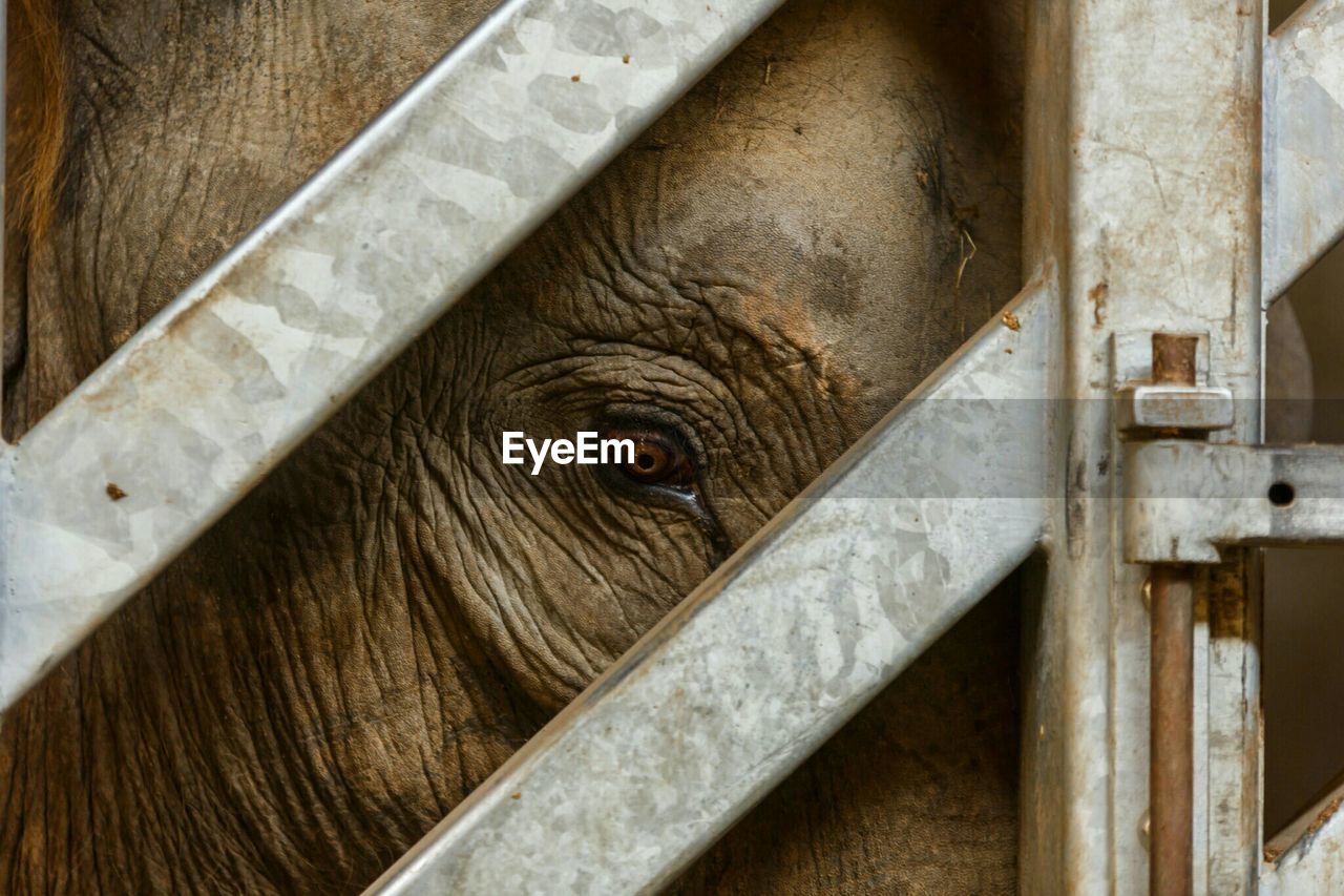 Portrait of elephant in cage