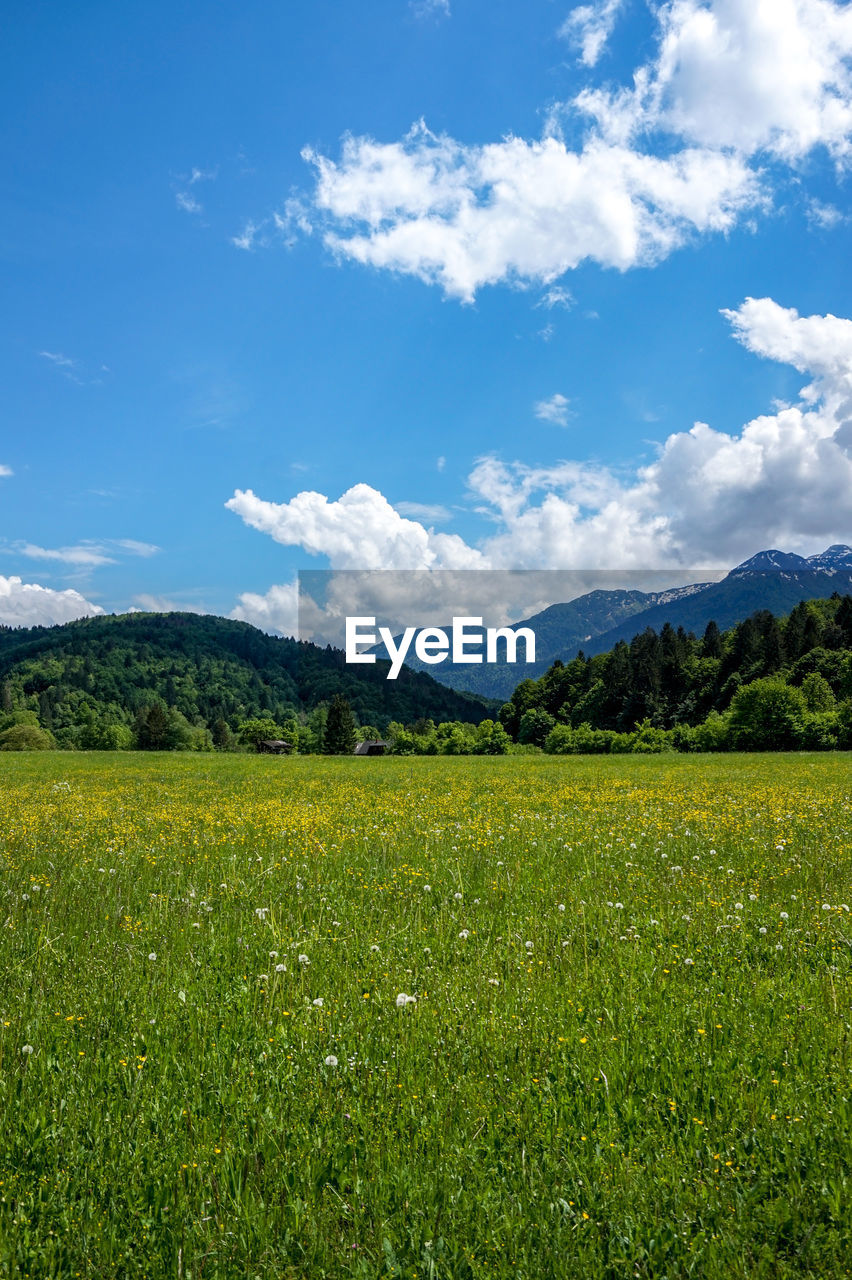 Scenic view of field against sky